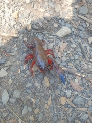 Euastacus woiwuru