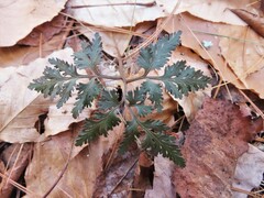 Sceptridium dissectum dissectum