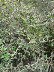 Passiflora bogotensis