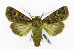 Sideridis reticulata