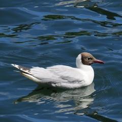 Chroicocephalus maculipennis