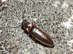 Phanophorus perspicax