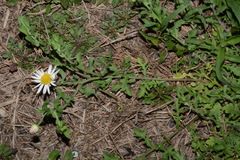 Aphanostephus skirrhobasis thalassius