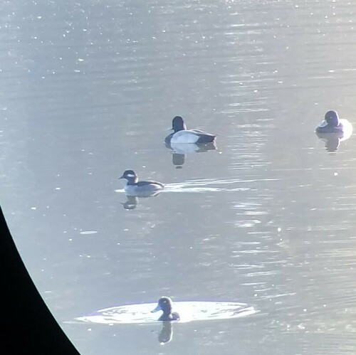 Bufflehead photographed in Florida