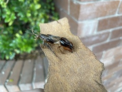Gryllotalpa australis
