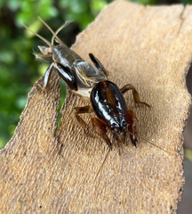 Gryllotalpa australis