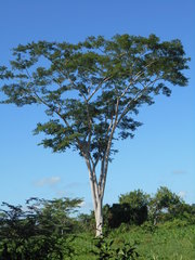Albizia niopoides