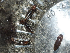 Phanophorus perspicax