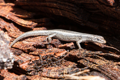 Cryptoblepharus buchananii