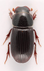 Ataenius strigatus