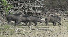 Sus scrofa cristatus