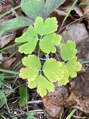 Aquilegia canadensis