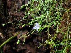 Lithotoma axillaris