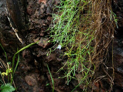 Lithotoma axillaris