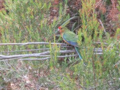 Platycercus icterotis