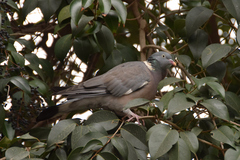Columba palumbus