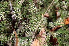 Platysace ericoides