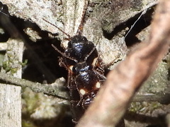 Phanophorus perspicax