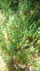 Epilobium billardiereanum