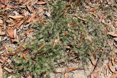 Platysace ericoides