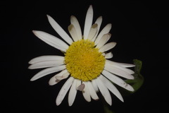 Aphanostephus skirrhobasis thalassius