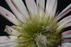 Aphanostephus skirrhobasis thalassius