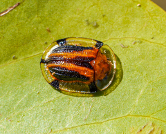 Aspidimorpha septemcostata