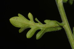 Aphanostephus skirrhobasis thalassius