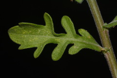 Aphanostephus skirrhobasis thalassius
