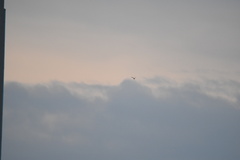 Falco peregrinus
