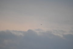 Falco peregrinus