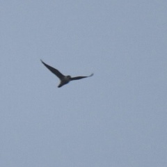 Falco peregrinus