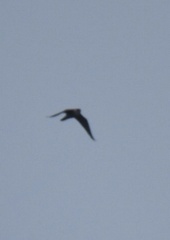 Falco peregrinus
