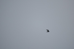 Falco peregrinus