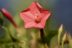 Ipomoea microdactyla