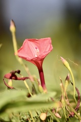 Ipomoea microdactyla