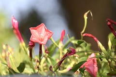 Ipomoea microdactyla
