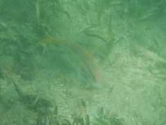 Mulloidichthys martinicus