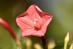 Ipomoea microdactyla