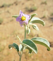 Solanum esuriale