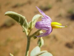 Solanum esuriale