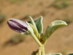 Solanum esuriale