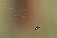 Gasteracantha geminata