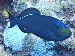 Melichthys niger