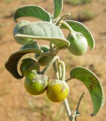 Solanum esuriale