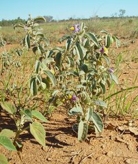 Solanum esuriale