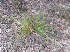 Lomandra multiflora