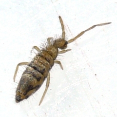 Entomobrya