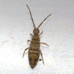 Entomobrya