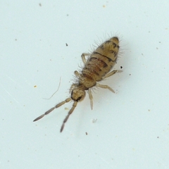 Entomobrya